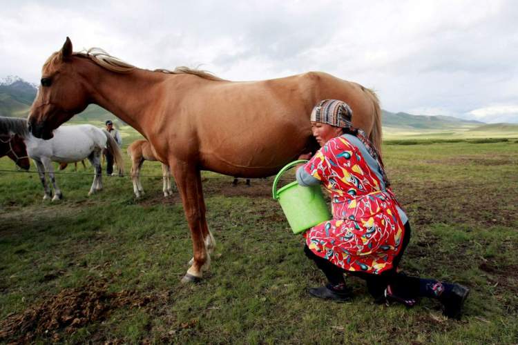 شیر اسب؛ روش قرقیزستان برای جذب گردشگر