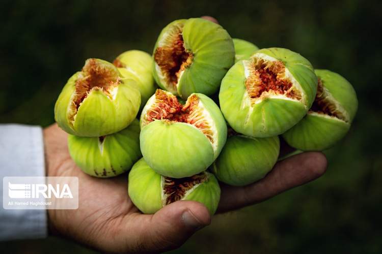 نهمین رویداد مرغوب‌ترین انجیر ایران