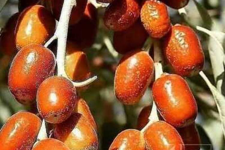 جشن سنجد در کلامو