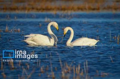 حالِ کانی‌ برازان خوب شد  <img src="/images/video_icon.png" width="16" height="16" border="0" align="top">